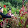 越南奠边省致力于保护与弘扬贡族独特的鸡冠花节文化价值
