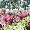 2023年越南花卉展在河内开幕