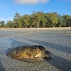 搁浅在昆岛海滩的一只绿海龟获救并被放归大自然