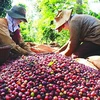 2023-2024年度越南咖啡产量可同比下降10%