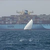 红海紧张局势：出口企业需灵活采取应对措施