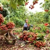 大力提升越南农产品在华市场份额