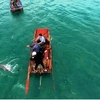 广宁省姑苏海域经常出现海豚