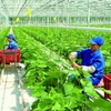 越南重视推动绿色农业经济发展