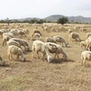宁顺省采取措施推动畜牧业发展 