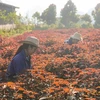越南企业以药用植物作为支柱 给困难的土地带来“甜果”