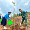广宁省在植树节期间种植百万棵树