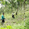 2030年越南大径级用材林面积将达100万公顷
