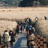 韩国全罗南道延长越南游客免签期限