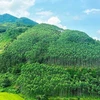 越南通过出售保护森林产生的碳信用额获得年均收入可达5万亿越盾