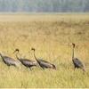 同塔省鸟栖国家公园发现4只赤颈鹤