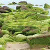 岘港市南乌石礁苔藓季节美得让人心醉神迷 
