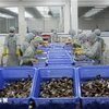 美国将对进口自越南虾类征收暂定反补贴税