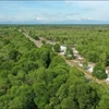 越南八个沿海省市继续获得林业现代化支持