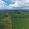 得乐省企业力争建设零毁林咖啡产区
