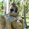 猴岛——美丽的芽庄市不可错过的景点
