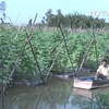 华裔农民将黄瓜代替水稻 收入倍增直奔小康 