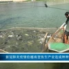 新冠肺炎疫情给越南查鱼生产业造成种种困难