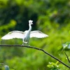 组图：宁平省--保护生物多样性 守住大自然环境