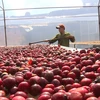 越南--世界咖啡生产第二大国 ​
