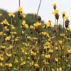 鸟栖国家公园的黄眼草花田留住游客的脚步