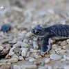 为海龟助产 ——昆岛国家公园护林员的骄傲
