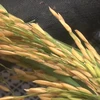  推进沙蚕与水稻共养模式 有力提高有机水稻产量