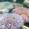 《追溯珊瑚》纪录片：鼓励年轻人致力于保护海洋环境