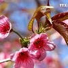 野樱花竞相绽放 为木江界山林渲染春天色彩