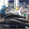2019年越南金枪鱼出口额增长10.2%