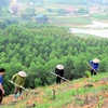 宣光省新造林面积超过10500公顷