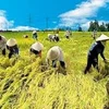 越南将举办联合国粮农组织第31届亚太地区会议