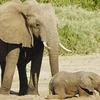 保护得乐大象群