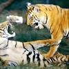越南承诺积极参加老虎保护工作
