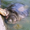 还剑湖巨龟