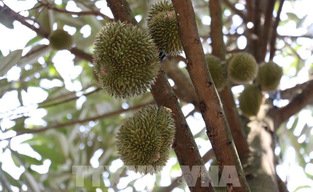 Indonesia menargetkan ekspor durian senilai USD 8 miliar ke Tiongkok