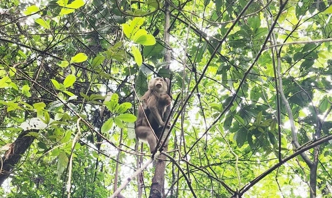 National park releases rare wild animals back to the wild | Vietnam+ ...