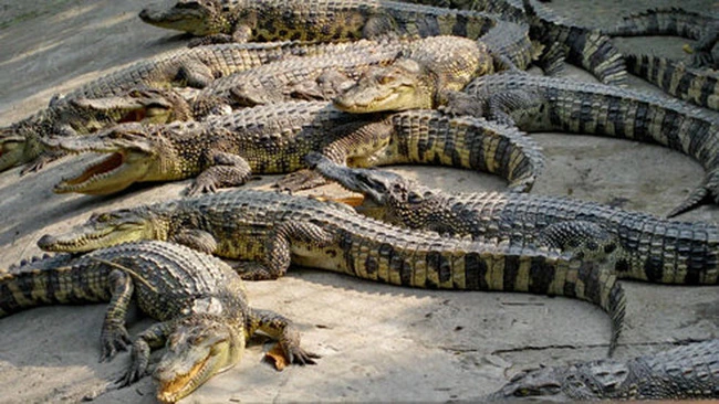 Ho Chi Minh City boosts crocodile product exports | Vietnam+ (VietnamPlus)