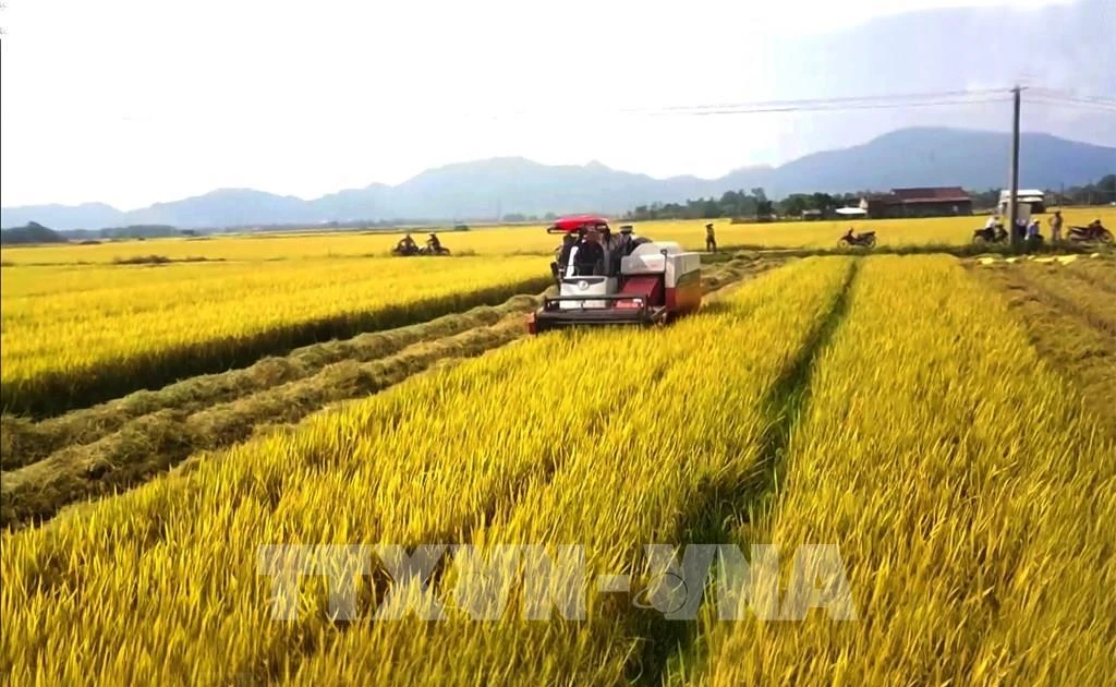 Agricultural sector strives to surpass targets | Vietnam+ (VietnamPlus)