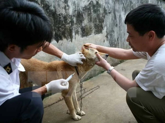 Vietnam Moves To Eliminate Rabies 