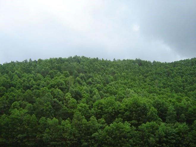 Vinh Phuc faces difficulties in planting alternative forests | Vietnam+ ...