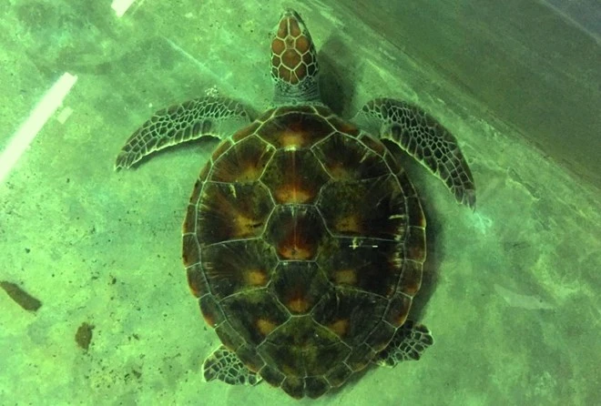 Vietnam strengthens protection of rare sea turtles | Vietnam+ (VietnamPlus)