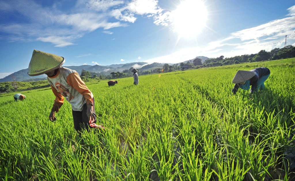 Indonesia works to improve rice irrigation | Vietnam+ (VietnamPlus)