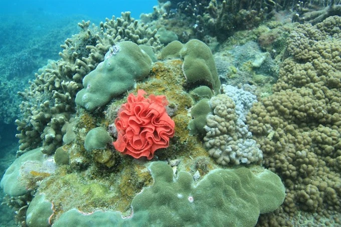 Coral reefs restored off Cham Island | Vietnam+ (VietnamPlus)