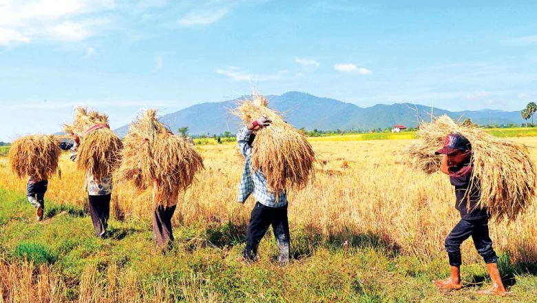 Cambodia’s new strategy to push agriculture to modernise | Vietnam+ ...