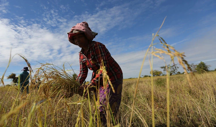 Cambodian agriculture unlikely to absorb laid-off workers: WB ...