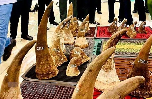 Vietnam Hands Over Rhino Horn Dna Samples To South Africa 