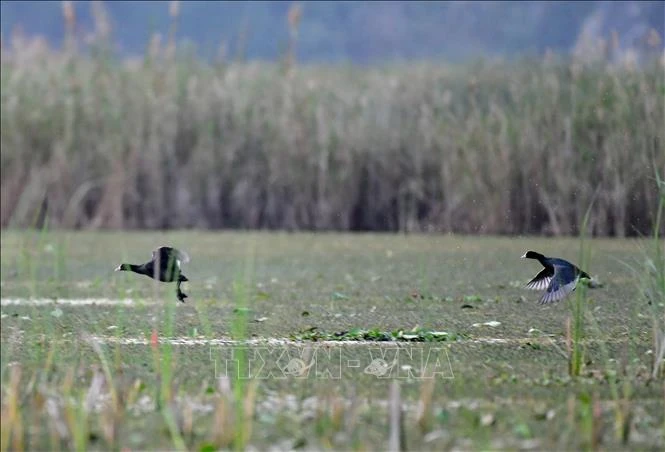 Conserving wild, migratory birds – urgent task: workshop | Vietnam+ ...