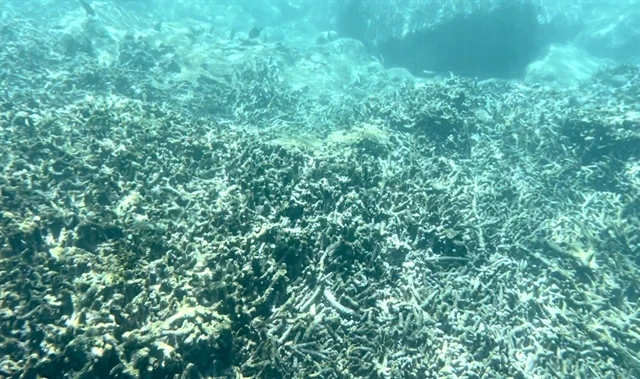 Nha Trang scrambles to save coral reefs from bleaching | Vietnam+ ...