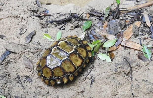 More turtle species found in Khanh Hoa | Vietnam+ (VietnamPlus)